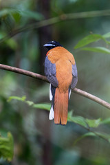 Beautiful Cinnamon-rumped trogon, high angle view, rear shot, perching in the morning on the curve branch in nature of tropical moist lowland forest, wildlife sanctuary in southern Thailand.