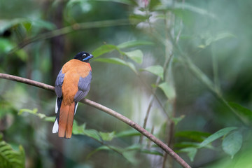 Beautiful Cinnamon-rumped trogon, high angle view, rear shot, perching in the morning on the curve branch in nature of tropical moist lowland forest, wildlife sanctuary in southern Thailand.