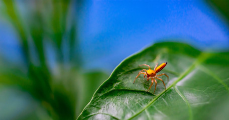 Macro shot of a jumping spider while on a leaf