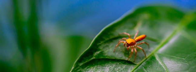 Macro shot of a jumping spider while on a leaf