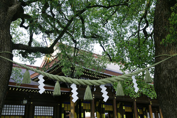 明治神宮　夫婦楠