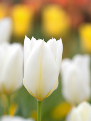 チューリップ畑