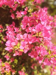 Pink boungainvillea in the garden