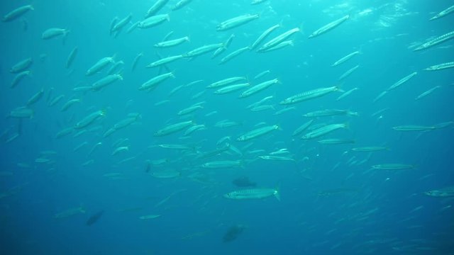 Barracuda school group swimming underwater