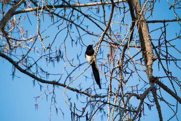 bird on a tree