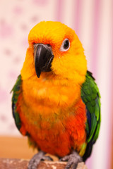 Beautiful exotic sun conure parrot sitting on a finger on a bright background