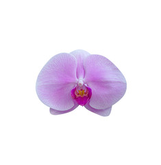 Fototapeta na wymiar Close-up of pink orchid phalaenopsis isolated on white