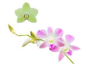 Beautiful orchid isolated on white background.