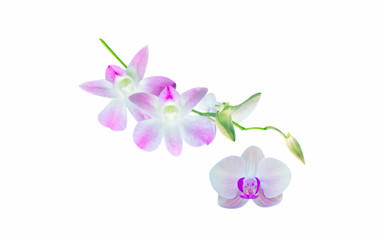 Fototapeta na wymiar Beautiful orchid isolated on white background.