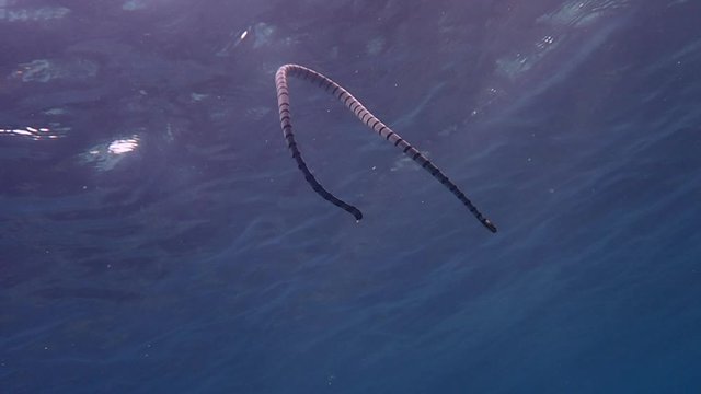 Banded sea snake (Laticauda colubrina) swimming in the surface to breathe and descending back to the reef.