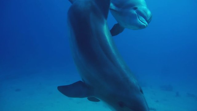 Dolphins underwater fun. Red Sea