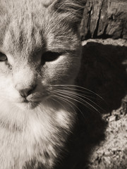 Sad kitten outside shot in Black and White