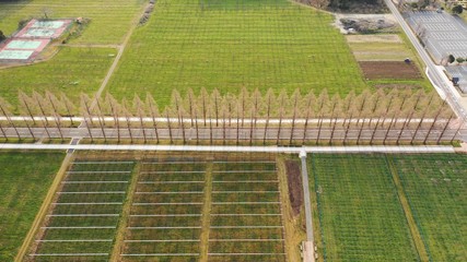 Metasequoia tree-lined road【DRONE】