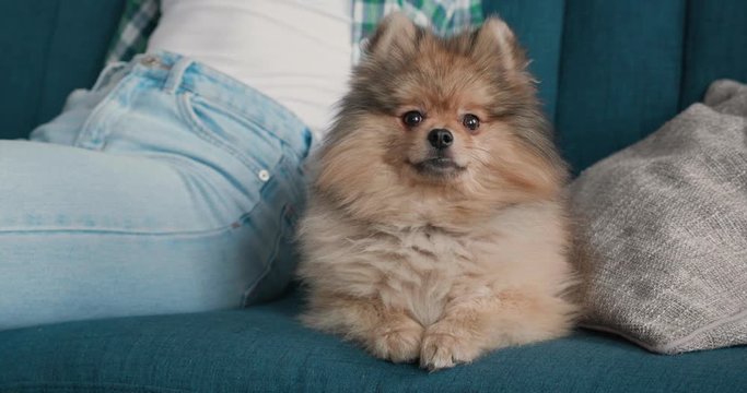 Portrait of cute Pomeranian Spitz Dog is looking directly to the Camera. Cute Puppy Dog Portrait. Beautiful Hand Dog is lying on the Sofa in Quarantine. Dog`s Quarantine.