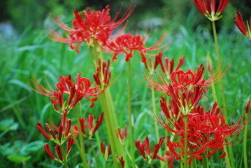 彼岸花