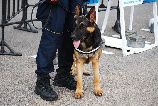 警察犬