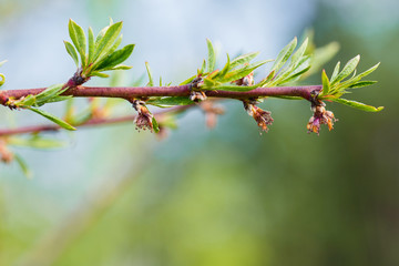 Peach flowers on a branch withered after night frosts. Harvest died. Lean year. Monilinia plant disease on the fruit tree.