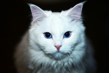 portrait of a white cat