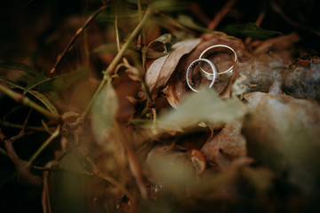 Wedding rings for the bride and groom