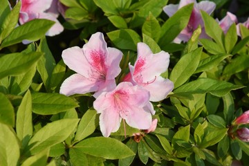Azalea (Rhododendron) flowers / Ericaceae plants bloom from April tu May.