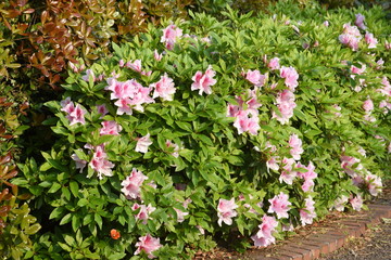 Fototapeta premium Azalea (Rhododendron) flowers / Ericaceae plants bloom from April tu May.