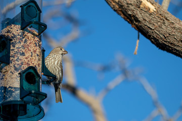 Female house finch at the bird feeder