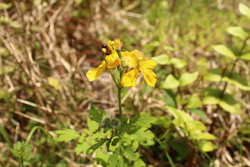 クサノオウの花に止まる蠅