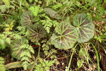 山菜　ユキノシタの葉