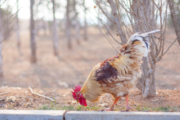Rooster in grass among woods outdoors