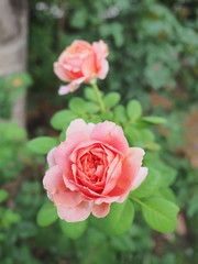 The beautiful roses in my garden bloom in the morning sun.
