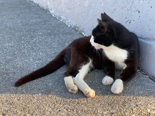 black and white cat