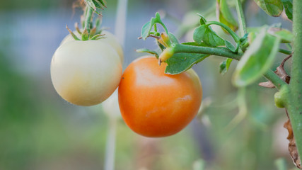 Green and red tomatoes in tomato field, red and green tomatoes hanging on plant in greenhouse.