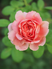 The beautiful roses in my garden bloom in the morning sun.