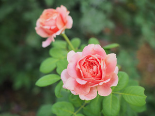 The beautiful roses in my garden bloom in the morning sun.