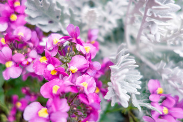 ネメシアとシルバーレース