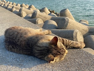 cat lying on the beach