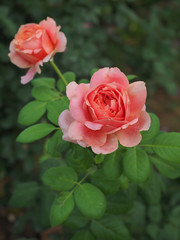 The beautiful roses in my garden bloom in the morning sun.