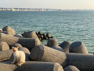 two dogs on the beach