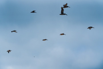 Silhouettes of flying pelicans and cloudy sky background