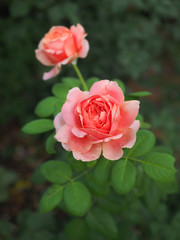 The beautiful roses in my garden bloom in the morning sun.