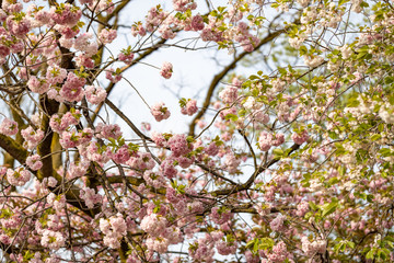 飛鳥山公園の里桜