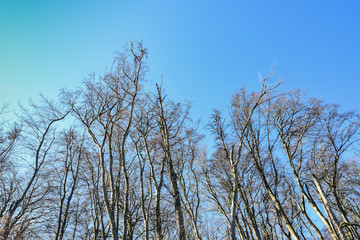 Drzewa na skarpie w Babich Dołach © Iwona