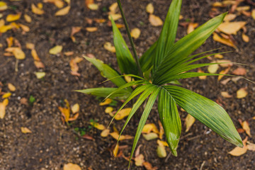 palm tree among fallen leaves with golden autumn tones on gravel in sunny backyard