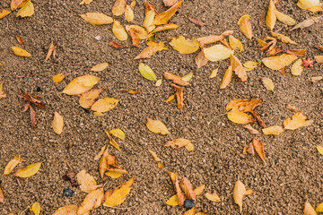 fallen leaves with golden autumn tones on gravel in sunny backyard