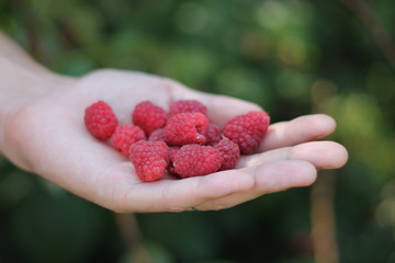 berries in the palm