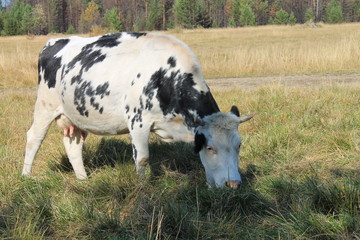 cow in the field