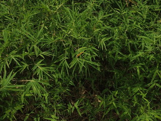 grass, green, nature, plant, field, lawn, garden, texture, summer, natural, fresh, leaf, herb, meadow, closeup, spring, close-up, flora, environment, tree, backgrounds, color, growth