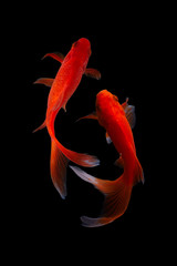 Koi fish is domesticated version of common carp. This fish is most famous by its beautiful colors...