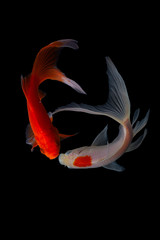 Koi fish is domesticated version of common carp. This fish is most famous by its beautiful colors that have been created via selective breeding