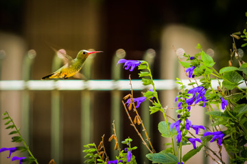 colibri volando hacia una flor © fafotografia